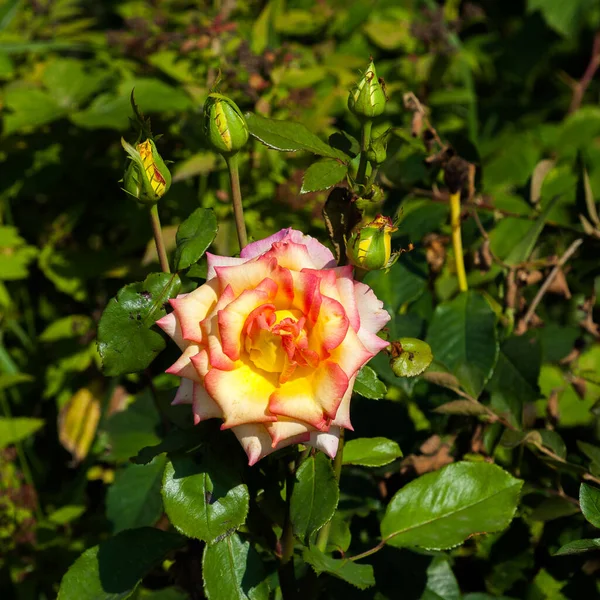 Una Rosa Florecido Cinco Rosas Aún Han Florecido — Foto de Stock