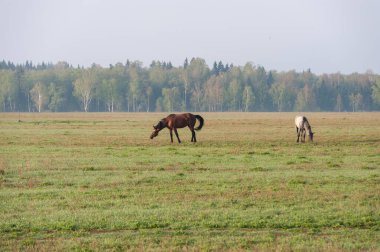 İki at açık arazide otluyor.