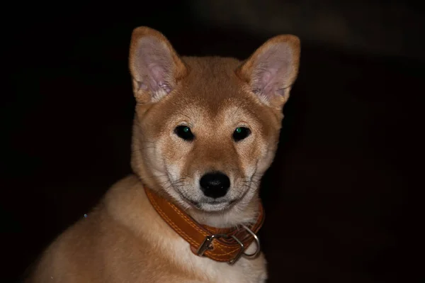 Portrait Young Dog Japanese Breed Shiba Inu — Stock Photo, Image