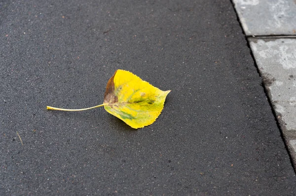 Single Yellow Leaf Lies Sidewalk — Stock Fotó