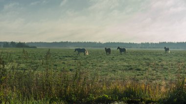 Dört at biçilmiş bir tarlada koşuyor.