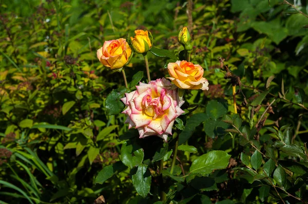 Rosas Floresceram Gramado Cidade — Fotografia de Stock