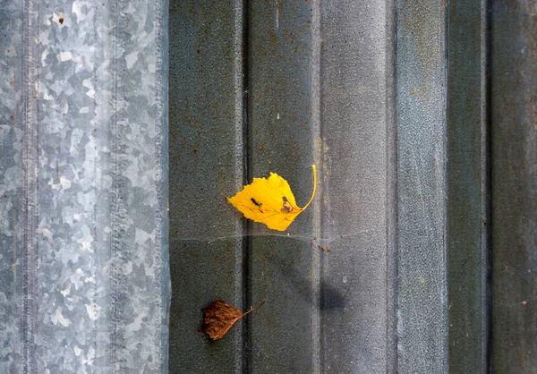 Ein Gelbes Blatt Hängt Einem Zaun Einem Spinnennetz — Stockfoto