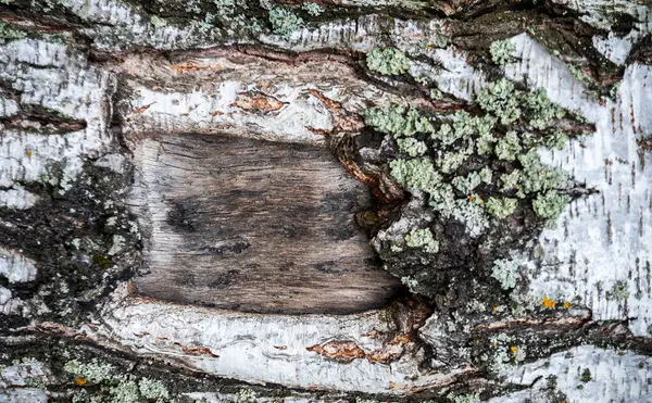 Schors Van Berkenboom Wordt Uitgewist Naar Stam — Stockfoto