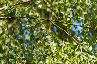 Bir yusufçuk huş ağacının dalında oturuyor