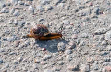 Bir salyangoz yolda sürünüyor.