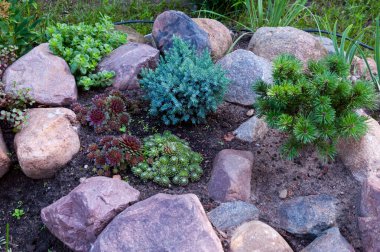 Taşlardan ve bitkilerden oluşan peyzaj tasarımı