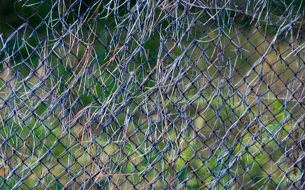 Ένας Φράχτης Από Ατσάλινο Σύρμα Πευκοβελόνες Κρεμασμένες Πάνω Του — Φωτογραφία Αρχείου