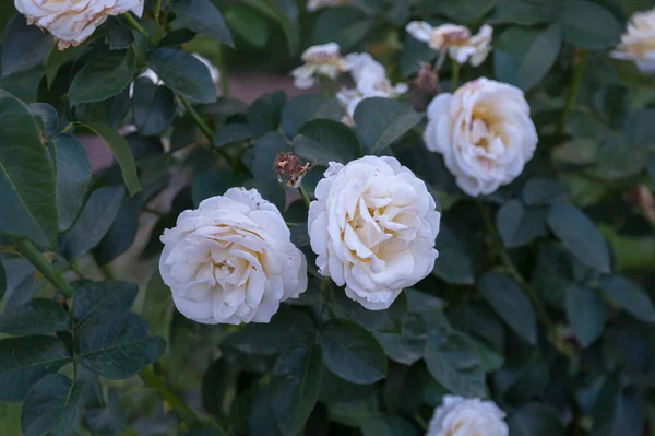 Buisson Avec Des Roses Blanches Pousse Dans Lit Fleurs — Photo