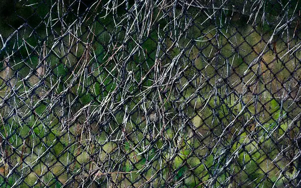 鉄線製の柵に松の針が掛けられている — ストック写真