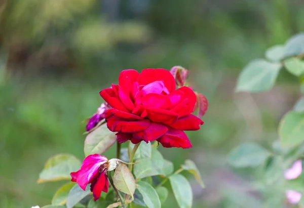 Uma Única Rosa Vermelha Cresce Num Canteiro Flores — Fotografia de Stock