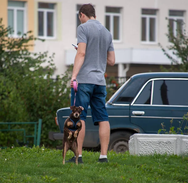 Собака Чимось Цікавиться Власник Дивиться Тільки Телефон — стокове фото