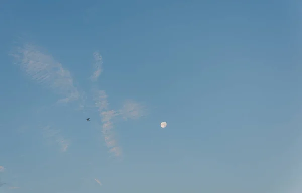Poranne Niebo Jest Niebieskie Księżycem Latającym Ptakiem — Zdjęcie stockowe