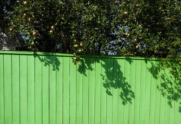 フェンスの後ろにはリンゴの木があります ロイヤリティフリーのストック写真