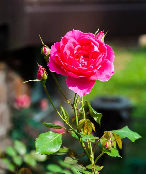 Uma Rosa Vermelha Com Três Botões Não Abertos — Fotografia de Stock