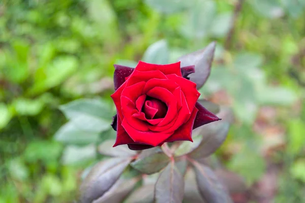 Rosa Vermelha Fundo Grama Verde — Fotografia de Stock