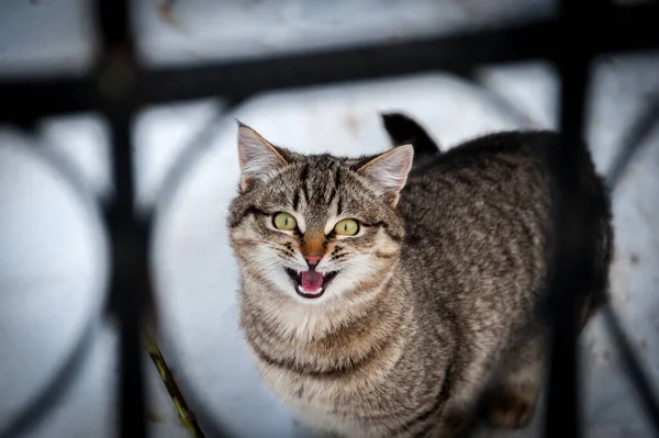 猫は柵の後ろで泣いている — ストック写真