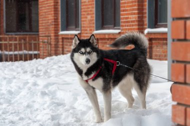Tasmalı bir Husky köpeği karda duruyor.