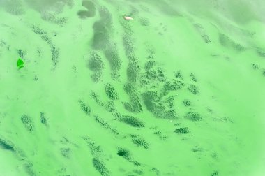 Gölet suyunda yeşil ördek otu