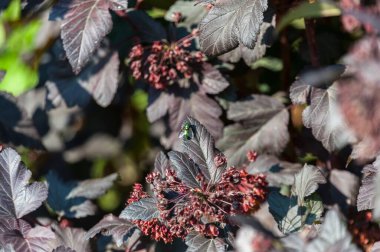Bitkinin kara yapraklarında bir sinek oturuyor.