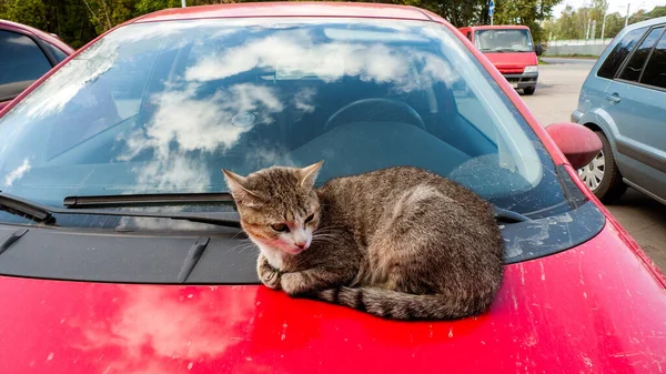 赤い車のフードの上に猫が休んでいる ロイヤリティフリーのストック画像