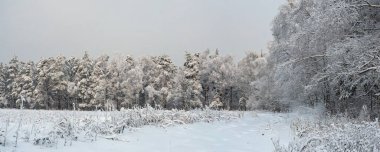 Orman ve açıklık, kar ve buzla kaplı..