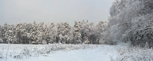 Wald Und Lichtung Mit Schnee Und Frost Bedeckt — Stockfoto