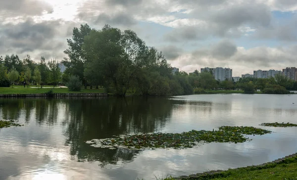 Nenúfares Flotan Estanque Parque Ciudad —  Fotos de Stock