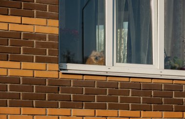  Cam pencerenin arkasındaki köpek pencere pervazına oturur ve sokağa bakar..
