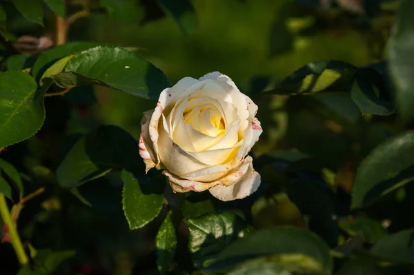 Uma Rosa Outono Cresce Canteiro Flores — Fotografia de Stock