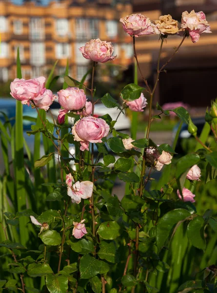 Arbustos Com Rosas Crescem Canteiro Flores — Fotografia de Stock
