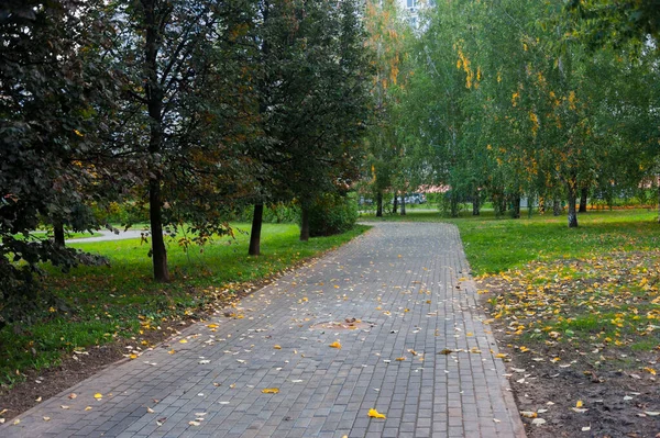 Пешеходный Тротуар Покрыт Осенними Листьями Упавшими Деревьев — стоковое фото