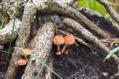 Ağaç kökleri arasında ballı mantar adı verilen mantarlar.