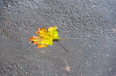 Bir sonbahar yaprağı asfaltta bir su birikintisinde yatıyor.