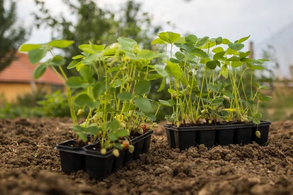 Genç çilek fideleri plastik kap içinde bahçe içinde