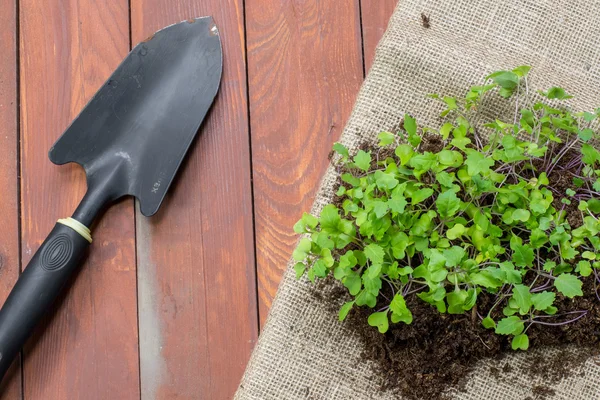 Mudas Pequenas Plantas de Kohlrabi com Trowel Jardim — Fotografia de Stock