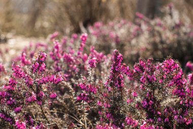 Mor Heather Blooming Bahar (Calluna vulgaris)