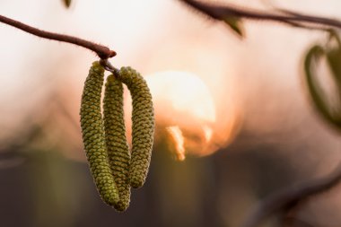 Kedicikler ışığında ile huş ağacı dalı ile bahar