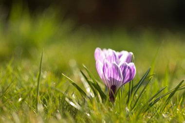 Sabah bahar güneş ışığı altında iki mor Çiğdem çiçek