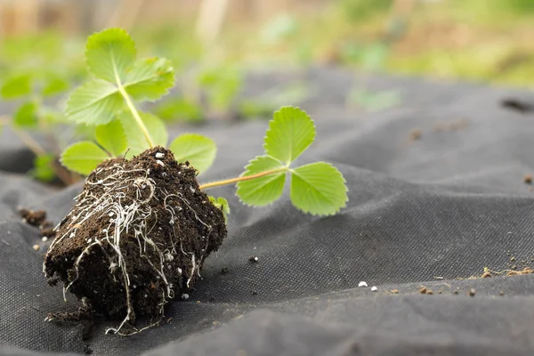 Detalj på plantor rötter och jordgubbar på jordgubbe flower-b — Stockfoto