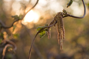 Kedicikler Bloom bir dekoratif Hazel Bush gün batımında