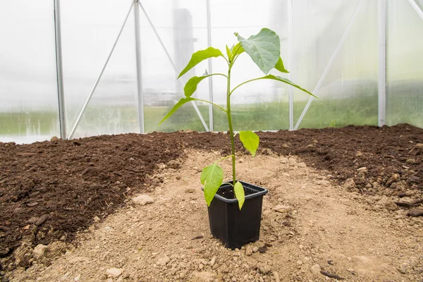 En planta Paprika (paprika, paprika) i litet växthus — Stockfoto