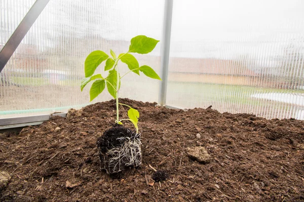 Rozsady papryki (Capsicum, papryki) roślin z System korzeniowy w — Zdjęcie stockowe