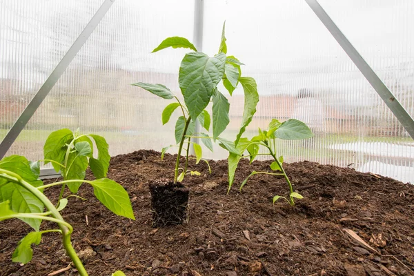 Rozsady papryki (Capsicum, papryki) roślin z zakładu głównego systemu — Zdjęcie stockowe