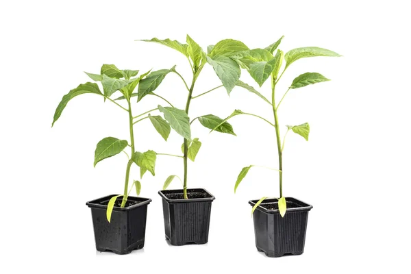 Três mudas Páprica (Capsicum, Pimenta) Plan Vegetable isola — Fotografia de Stock