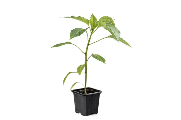 Uma páprica (Capsicum, Pimenta) Planta vegetal isolado de mudas — Fotografia de Stock