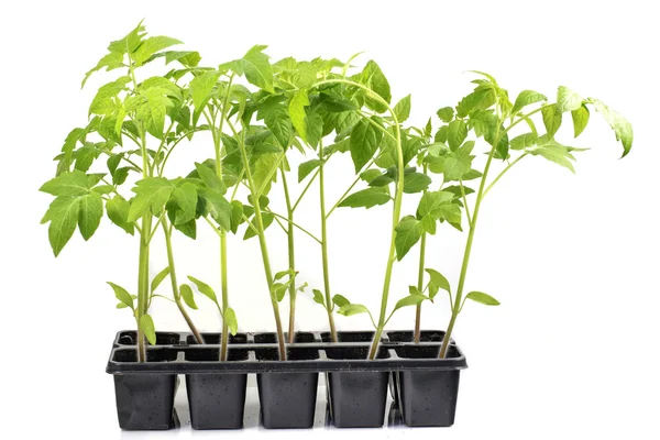 Fidan domates bitki bitkisel bir beyaz adam izole