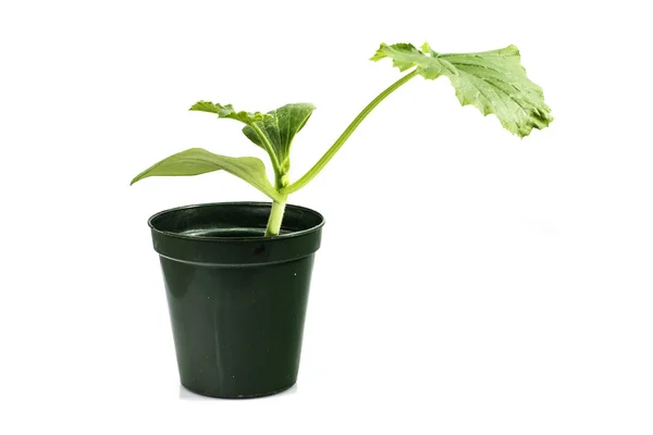 Komkommer zaailingen plantaardige Plant geïsoleerd op een witte pagina — Stockfoto