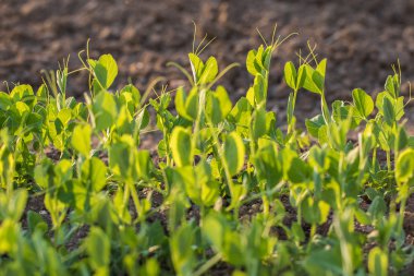 Günbatımında Bahçe sebze bir yatakta bir bezelye bitki detay