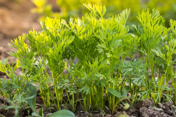 Detalhe em uma fileira Jovens plantas de cenoura na cama vegetal — Fotografia de Stock